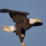 10SB8902 American Bald Eagle
